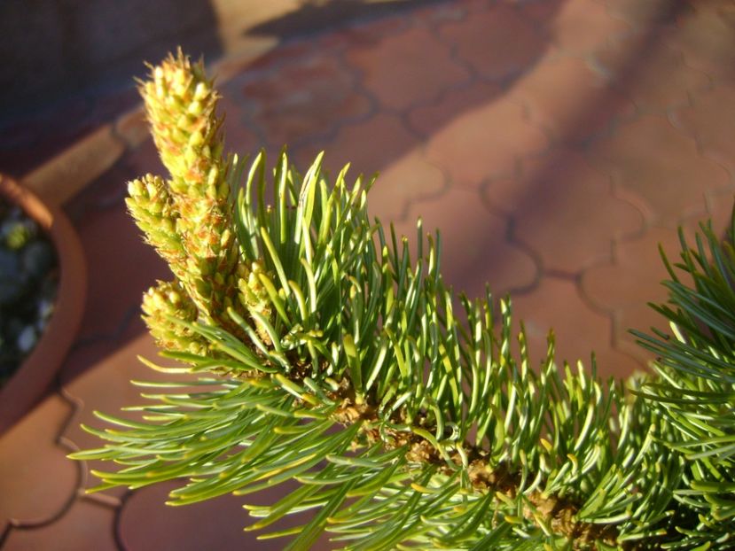 Pinus ”Shizukagoten”, muguri - Primavara 2017