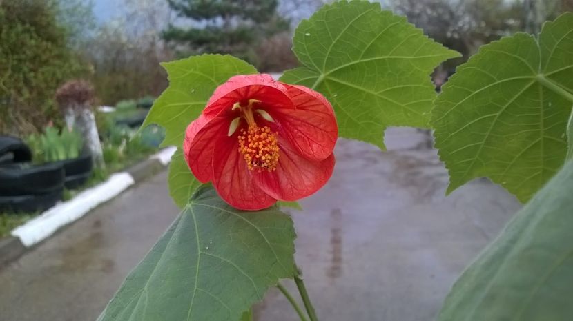  - Abutilon 2016-2017 -2018-2019