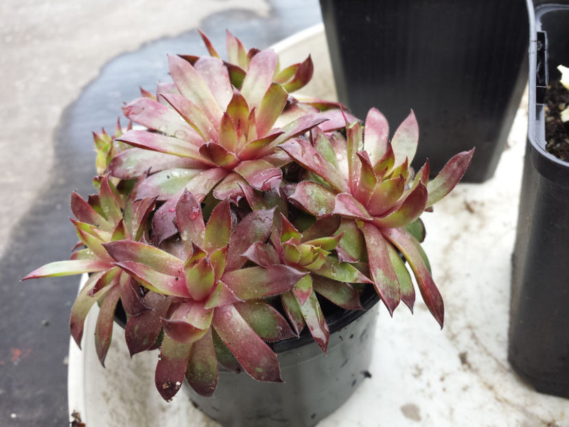  - Sempervivum - 2017