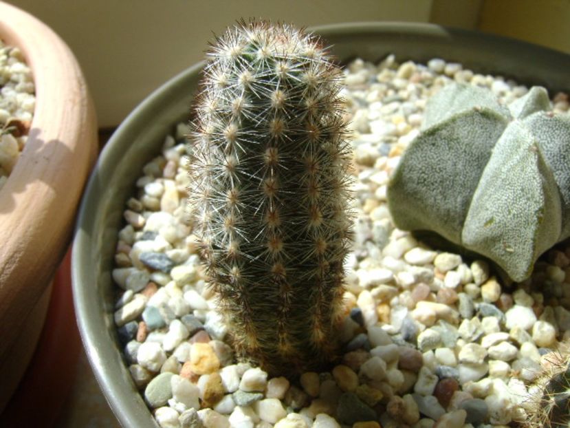 Pygmaeocereus bylesianus - Cactusi 2017