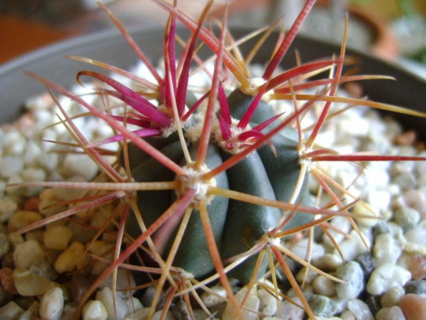 Ferocactus gracilis v. coloratus - Cactusi 2017