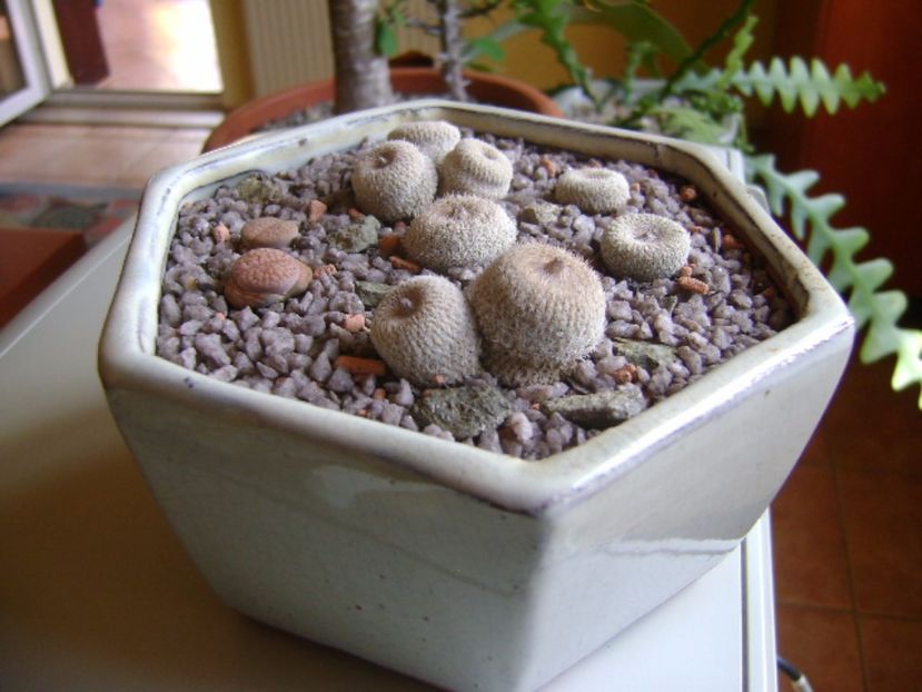 Grup de 5 epithelantha & 2 Lithops fulviceps - Cactusi 2017