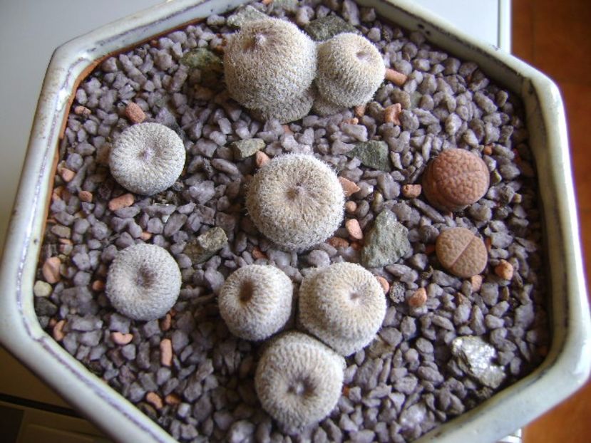 Grup de 5 epithelantha & 2 Lithops fulviceps - Cactusi 2017