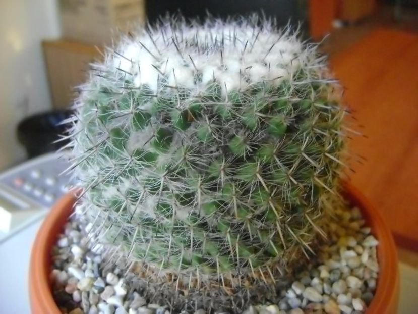 Mammillaria formosa ssp. chionocephala - Cactusi 2017