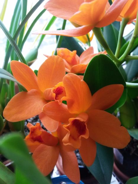 cattleya shinfong little sun golden boy rth. 2017.02.25 3 - catt 2017