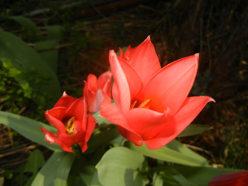 Tulipa Toronto (2017, April 05) - Tulipa Toronto