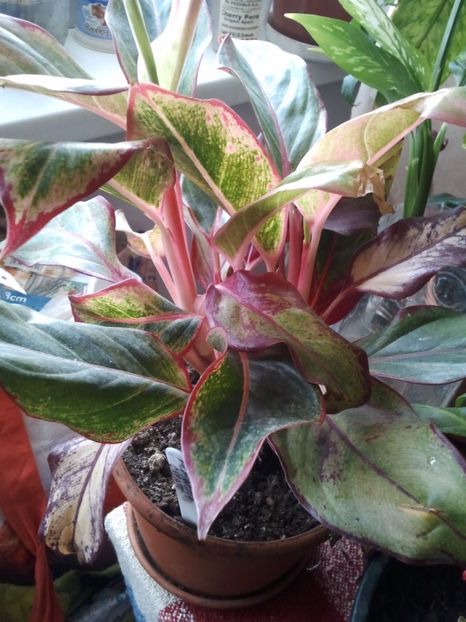  - 003-1 Aglaonema- planta intunericului