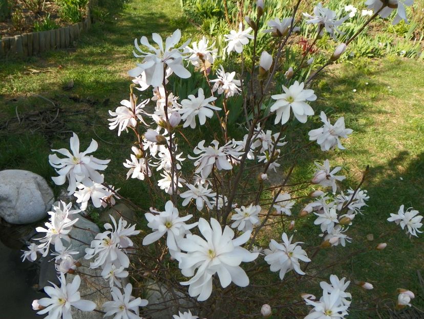 magnolia stellata - Copacei si arbusti 2017