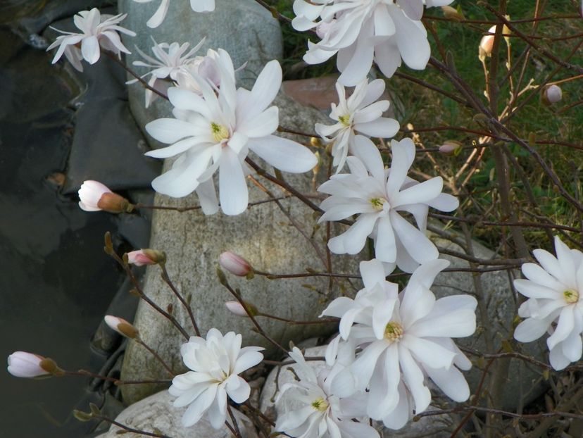 magnolia stellata - Copacei si arbusti 2017