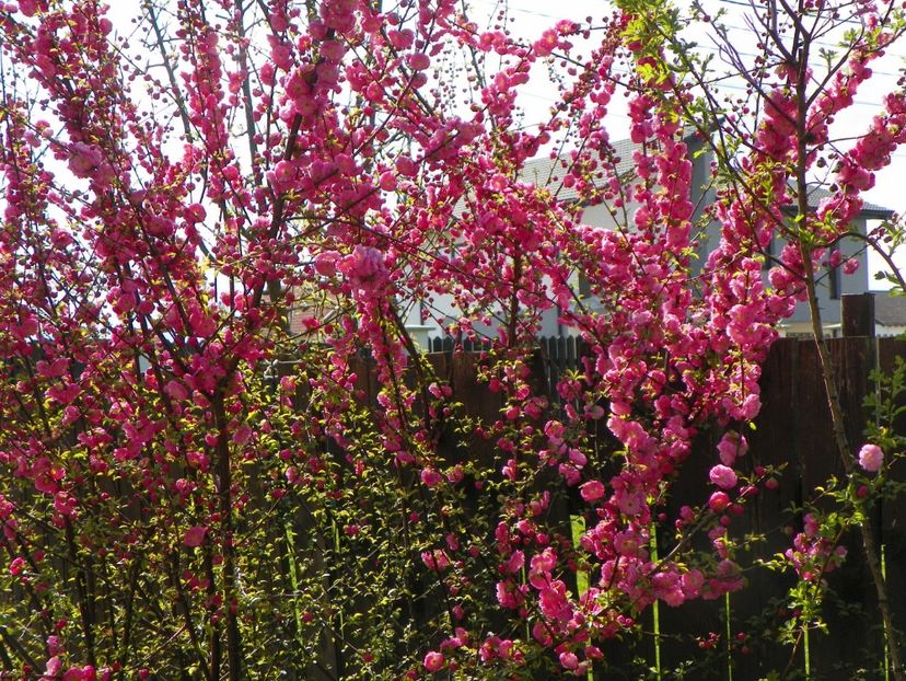 prunus triloba - Copacei si arbusti 2017