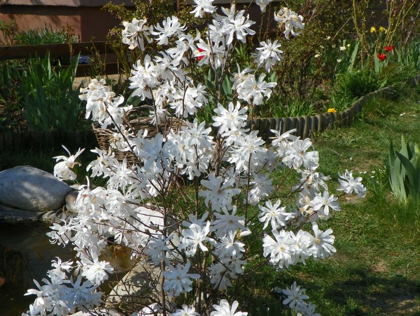 magnolia stellata - Copacei si arbusti 2017