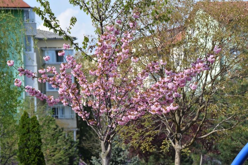  - 2017 TIMISOARA CENTRU SI PARCUL CLABUCET