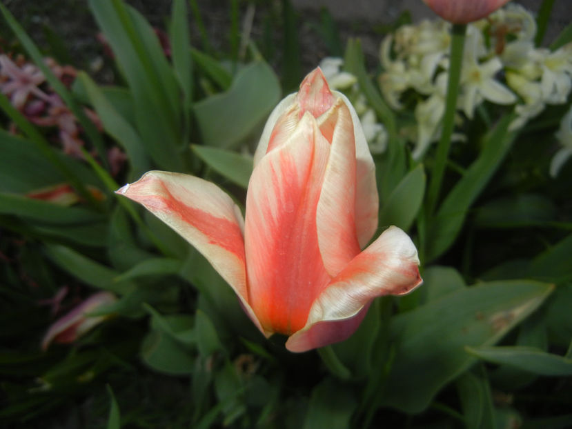 Tulipa Quebec (2017, April 10) - Tulipa Quebec