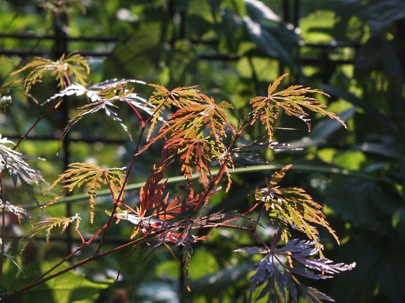 Acer palmatum Seiryu 2 oct 2016a - 2016 - My messy garden