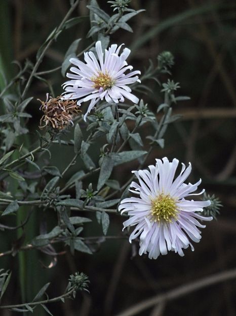 Aster Fellowship 2 oct 2016 a - 2016 - My messy garden