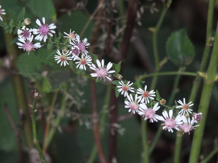 Aster Lady in Black 2 oct 2016c - 2016 - My messy garden