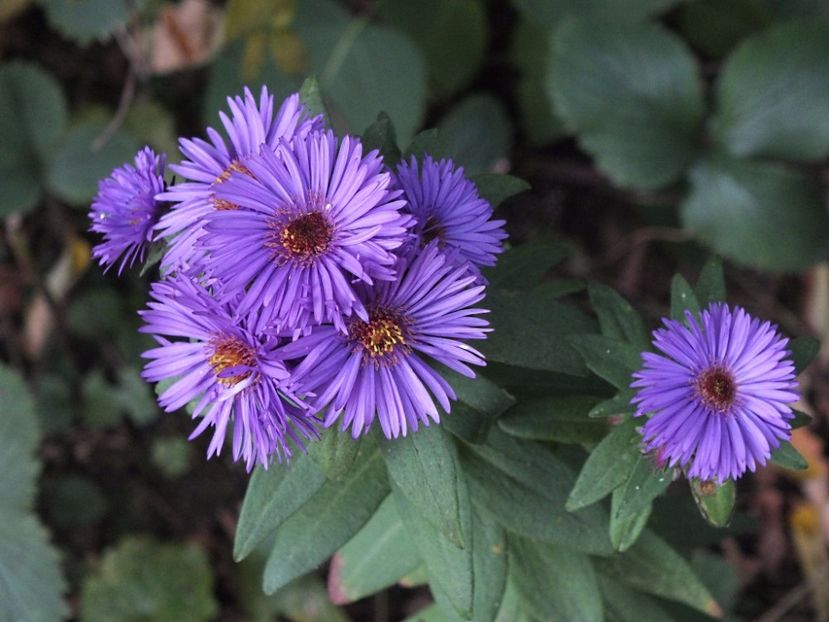 Aster Purple Dome 2 oct 2016b - 2016 - My messy garden