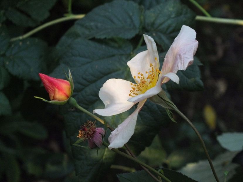 Trandafir Mutabilis 2 oct 2016a - 2016 - My messy garden