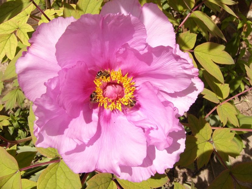 Paeonia suffruticosa lavand - ANUL 2017 FLORI