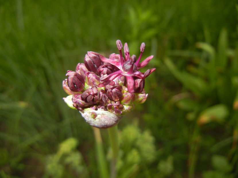 Allium atropurpureum (2015, May 12) - Allium atropurpureum