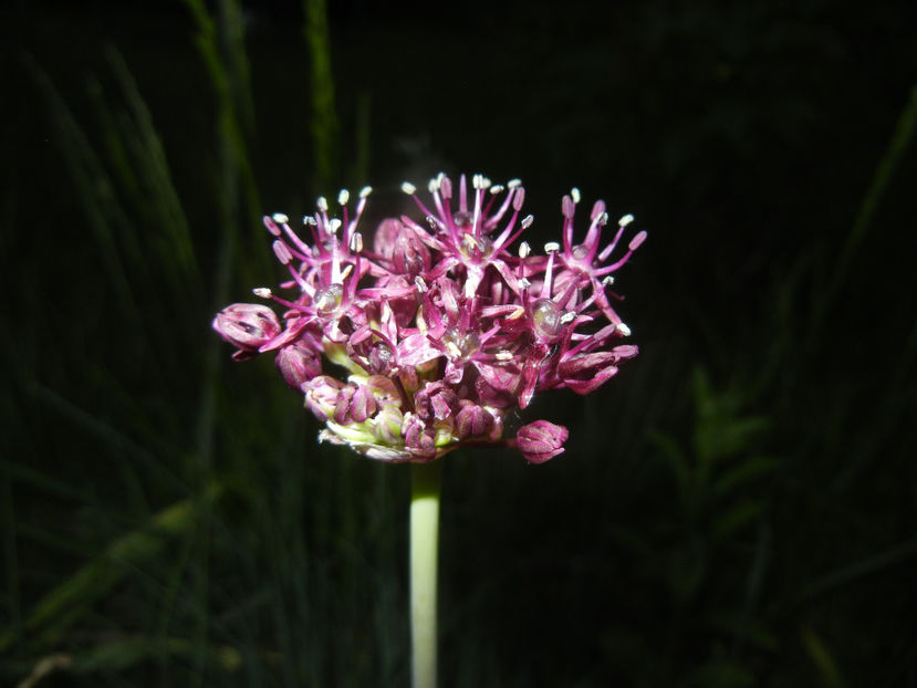Allium atropurpureum (2015, May 15) - Allium atropurpureum