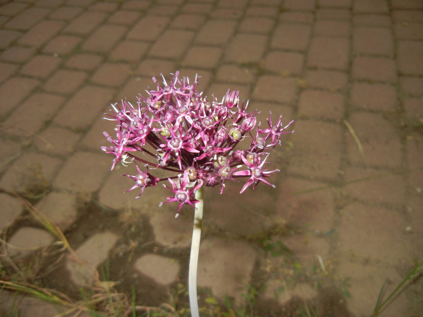 Allium atropurpureum (2015, May 20) - Allium atropurpureum