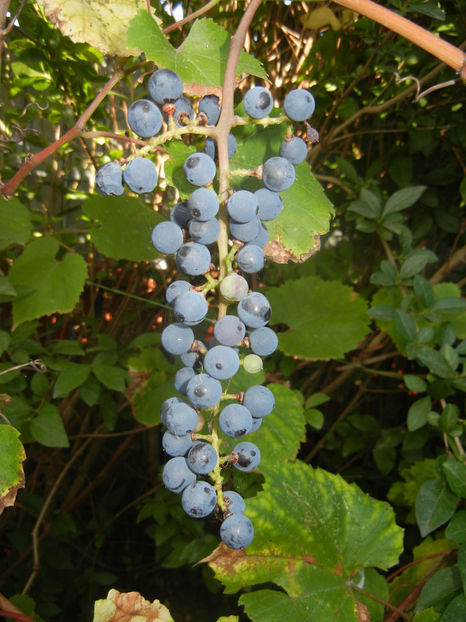 Grapes, Struguri (2016, September 09) - Grapes_Struguri