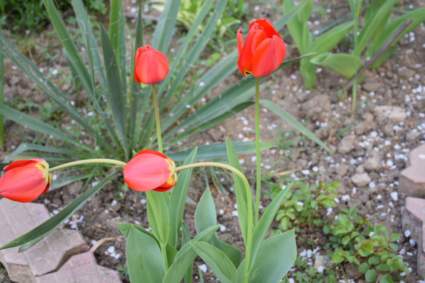 Apeldoorne - 2017 Aprilie_Idilic Garden