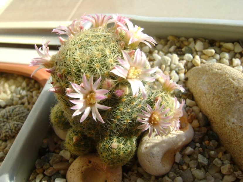 Mammillaria schiedeana ssp. giselae - Cactusi 2017