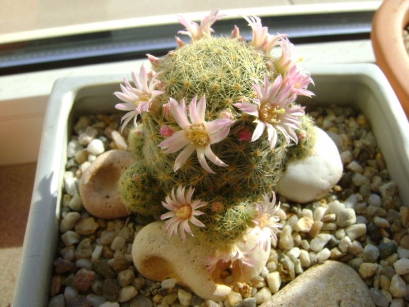 Mammillaria schiedeana ssp. giselae - Cactusi 2017