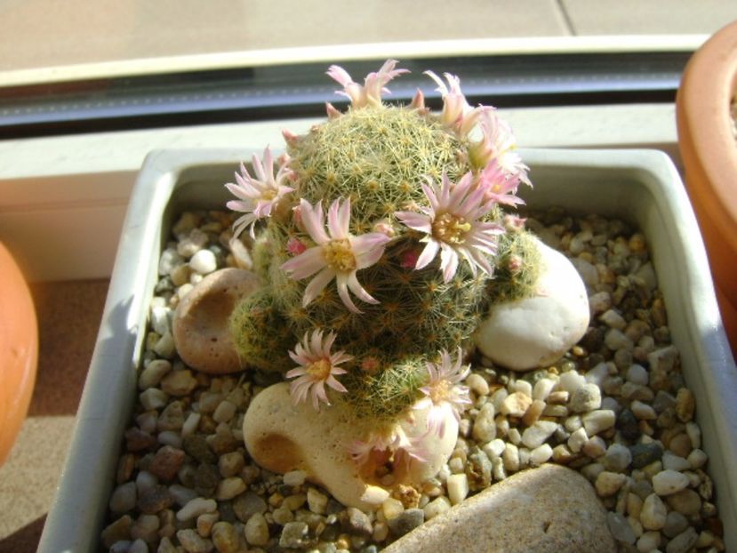 Mammillaria schiedeana ssp. giselae - Cactusi 2017