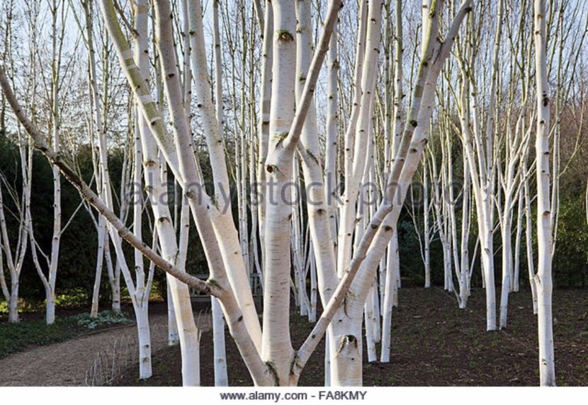 copse-of-betula-utilis-var-jacquemontii-in-february-at-anglesey-abbey-fa8kmy - 2017 - Caut
