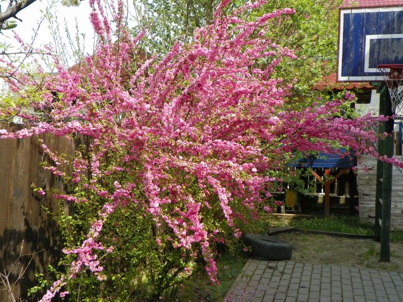 prunus triloba - Copacei si arbusti 2017