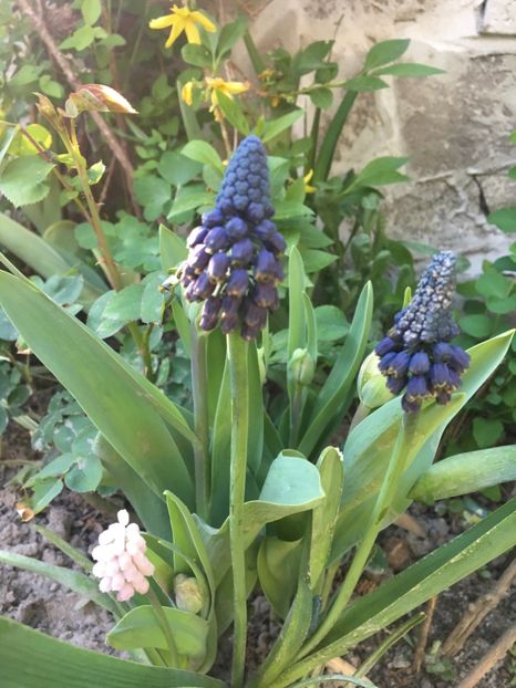  - Muscari 2017