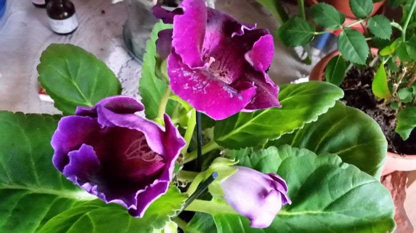 Gloxinia cumparata 2017 - Gloxini 2012-2024