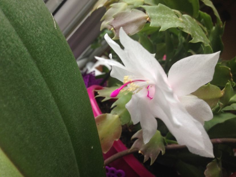 Craciunita sau Schlumbergera - FLORILE MELE 2017