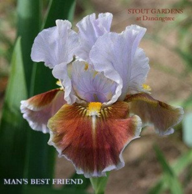 man best friend - IRISI -achizitii