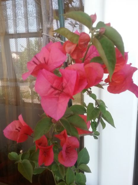  - Bougainvillea rosie-Don Mario