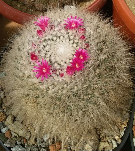 20170425_124103-1 - CACTUSI  2017