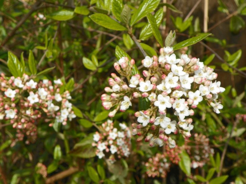 viburnum burkwoodii - Copacei si arbusti 2017