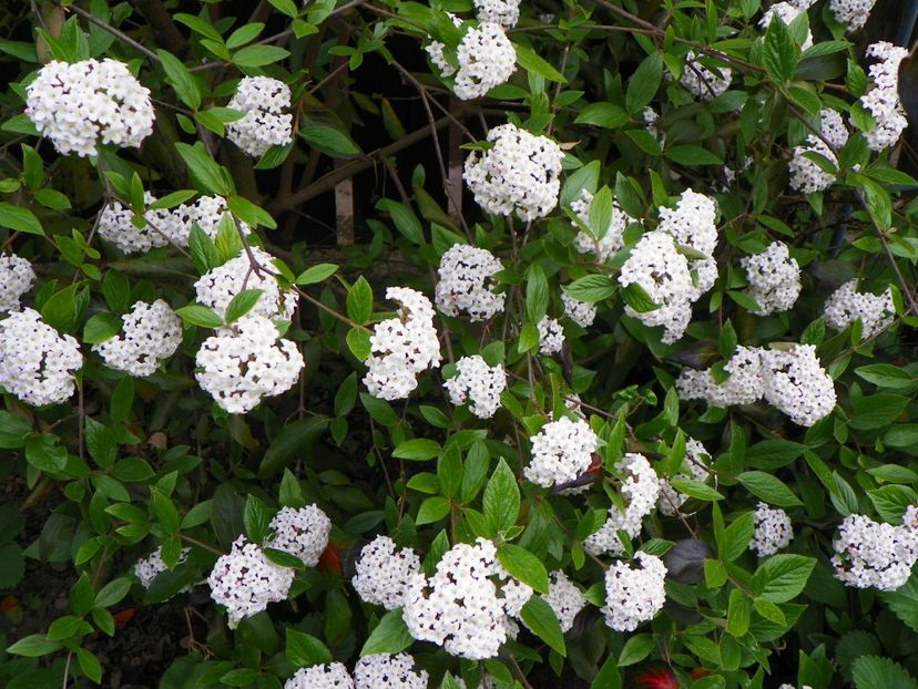 viburnum burkwoodii - Copacei si arbusti 2017