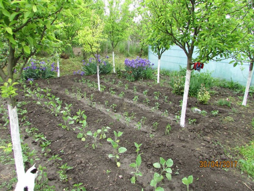  - DIN GRĂDINA DE FLORI ȘI LEGUME - 2017