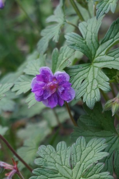  - Geranium si alte perene