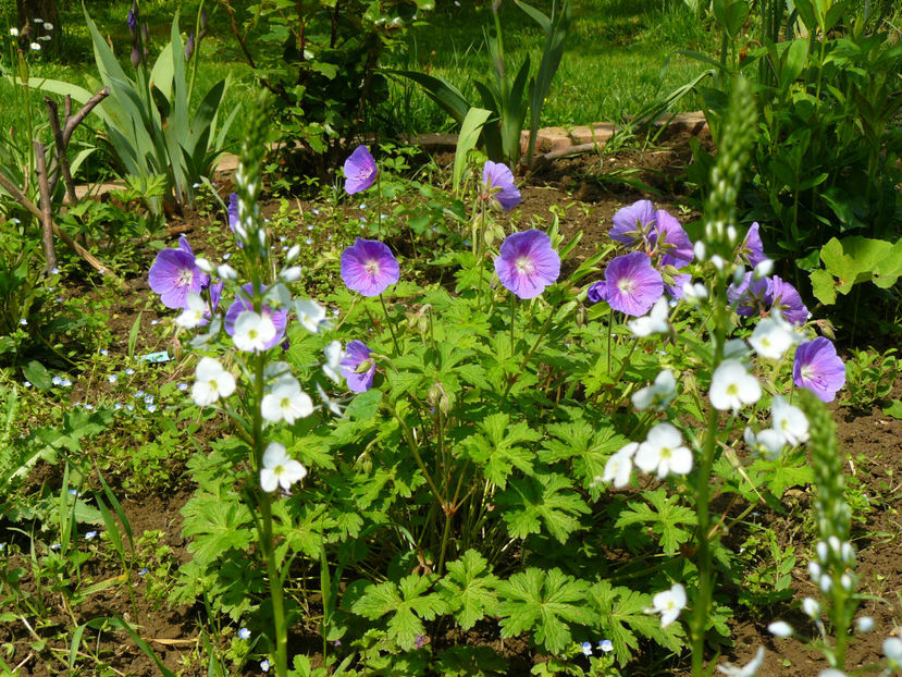 Geranium Hymalaiense - 2017 Aprilie_Idilic Garden