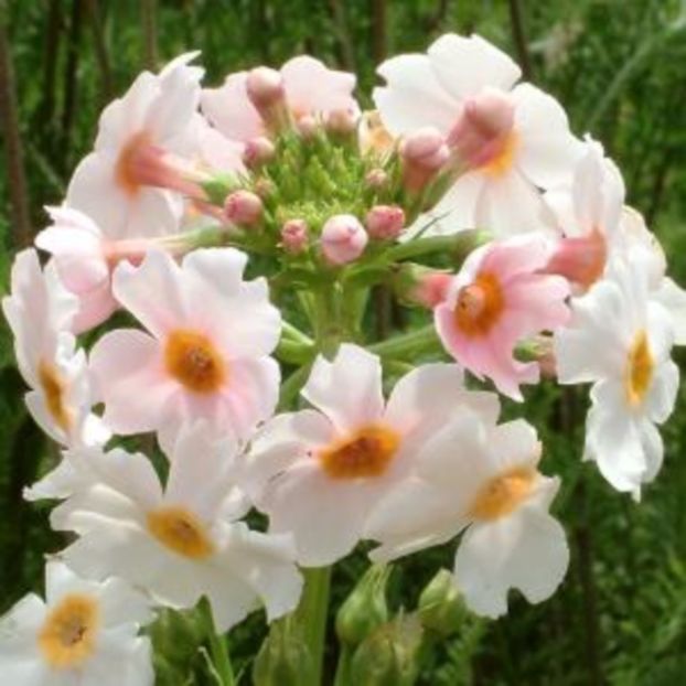 Primula_japonica_Apple_Blossom - 2017 - Caut