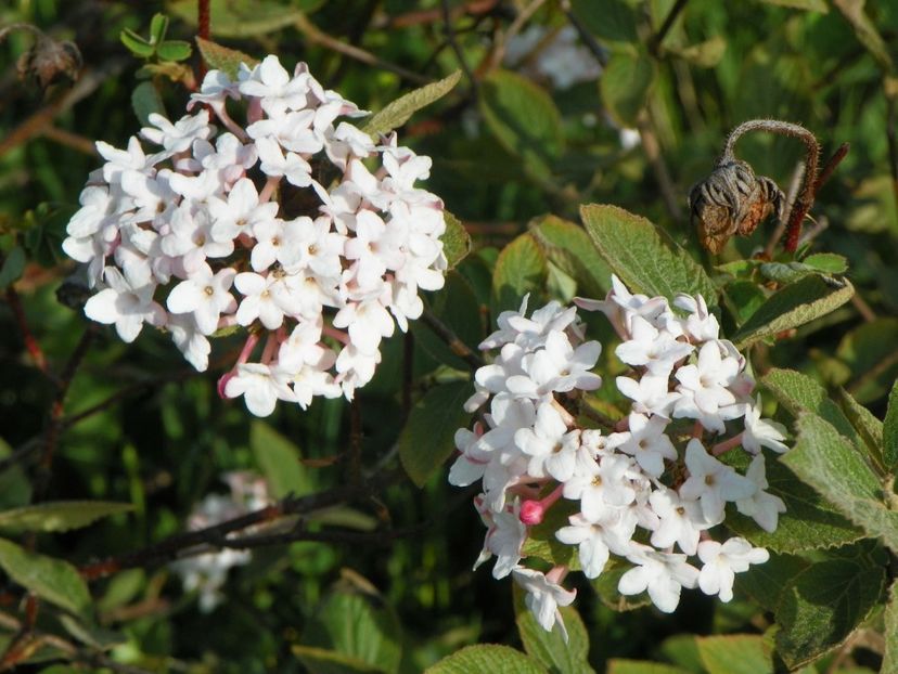 viburnum carlesii - z-Dobarland 2017