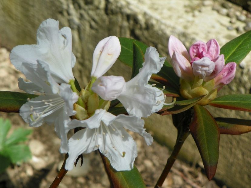 rhododendron Cunningham's White - Copacei si arbusti 2017