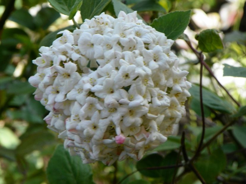 viburnum carlchephalum - Copacei si arbusti 2017