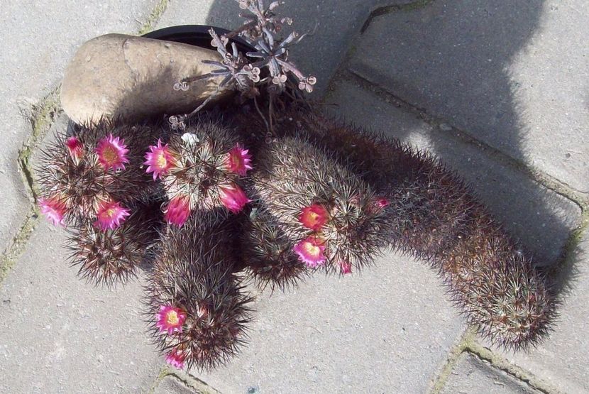 Mammillaria microhelia - Cactusi
