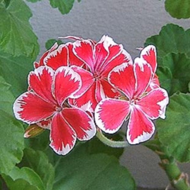 geranium M  WREN - provizoriu